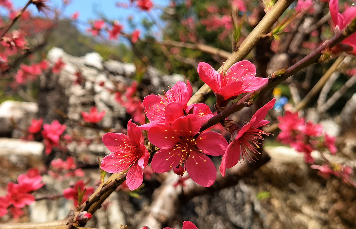 春游踏春-驰名电机