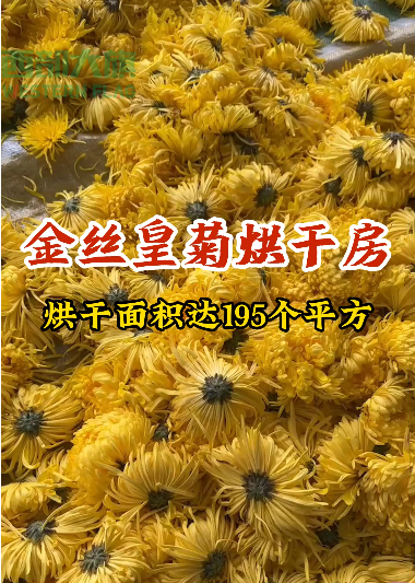 金絲皇菊烘干房，有效鋪料面積達195平，烘干后的金絲皇菊顏色鮮亮，形狀飽滿。