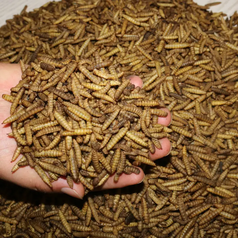 能替代魚粉的蛋白----黑水虻烘干