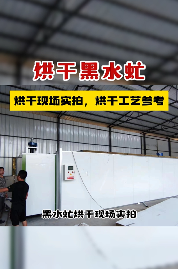 黑水虻烘干現場實拍，烘干工藝參考