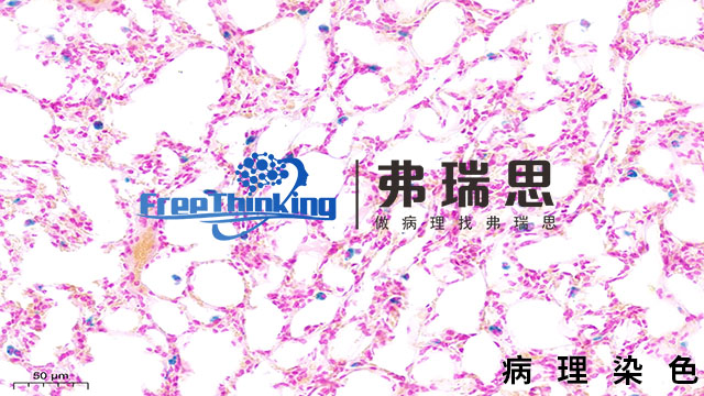 清远切片病理染色分析 南京弗瑞思生物科技供应