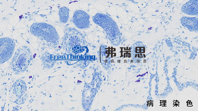 浙江病理染色扫描 南京弗瑞思生物科技供应