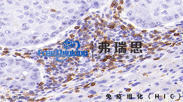 泰州病理切片免疫组化扫描 南京弗瑞思生物科技供应