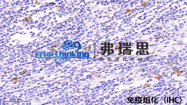 无锡多重免疫组化 南京弗瑞思生物科技供应