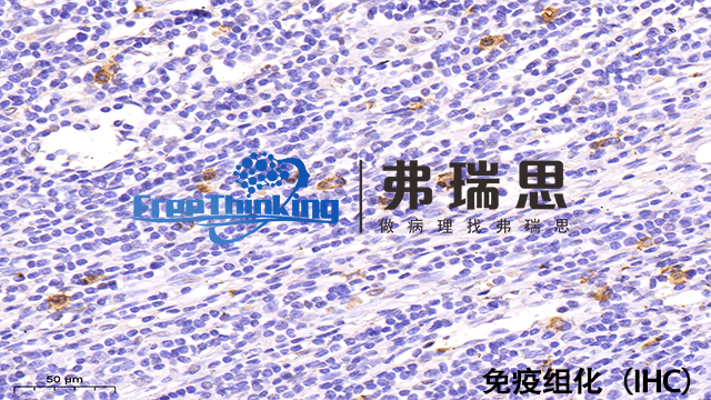 河源组织芯片免疫组化价格 南京弗瑞思生物科技供应