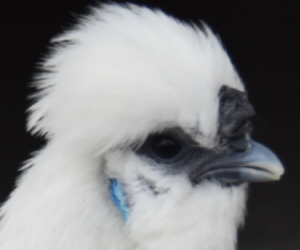 丝羽乌骨鸡保种场