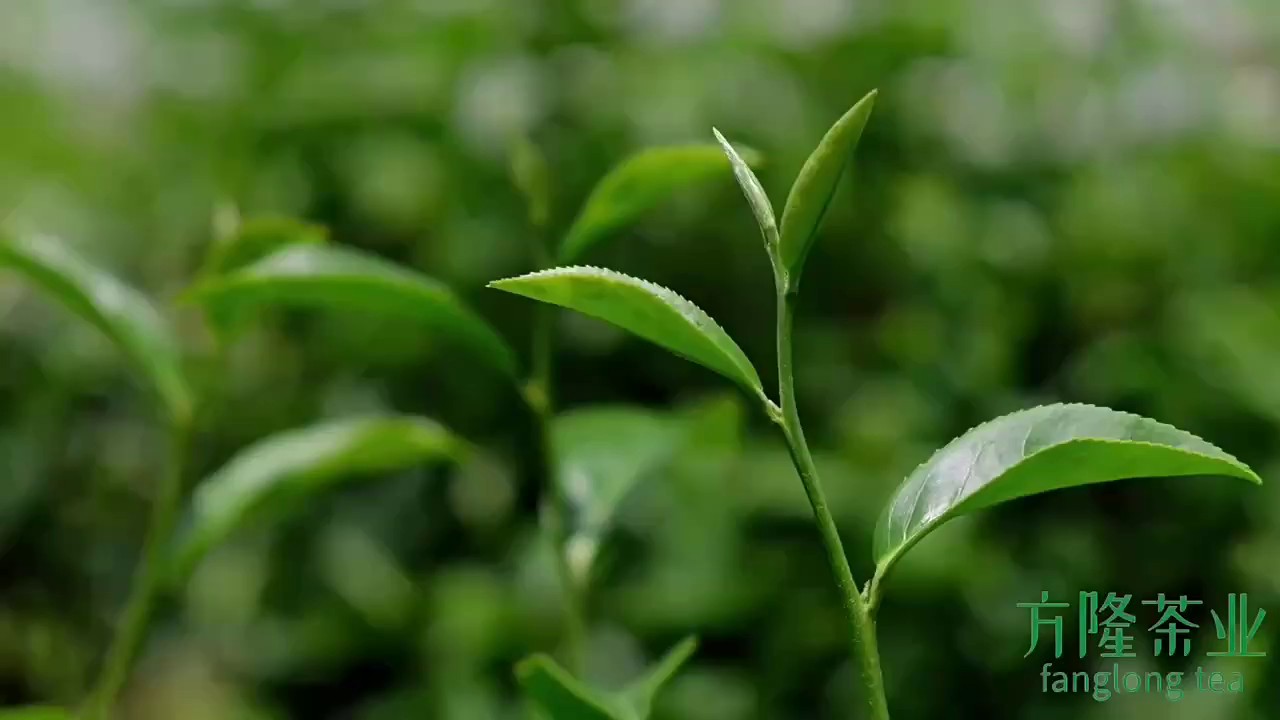 广州绿茶价格表,径山毛尖