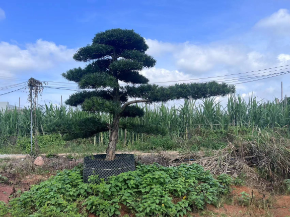 中型盆景苗圃基地 深圳市宝安区罗汉松园供应