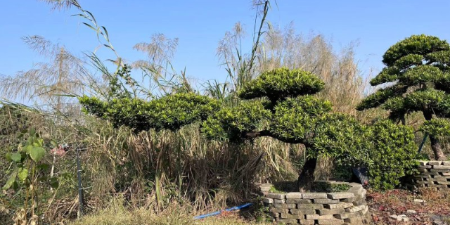 名贵罗汉松盆景种植基地 深圳市宝安区罗汉松园供应
