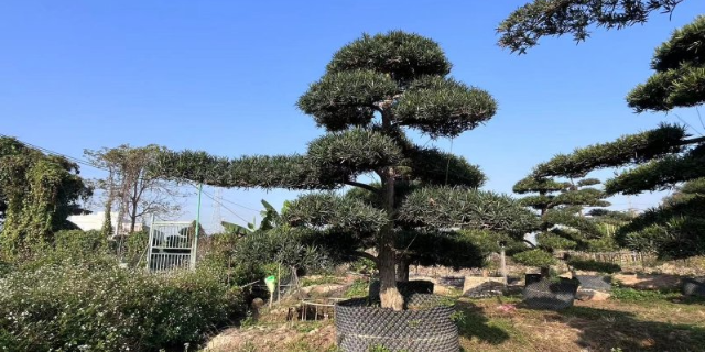 福建观赏盆景养护基地 深圳市宝安区罗汉松园供应