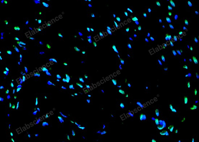 同型半胱氨酸比色法測(cè)試盒Elabscience訂制,Elabscience