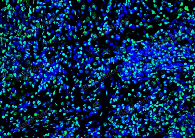 ATP含量比色法測試盒Elabscience定制 長石生物上海供應