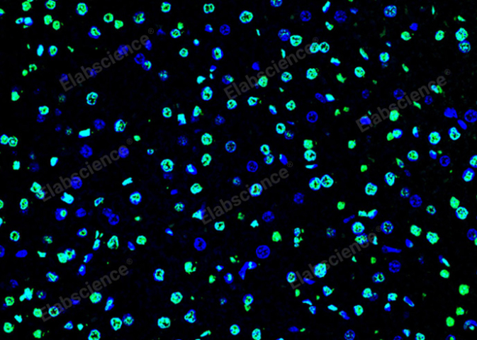 细胞色素P450还原酶Elabscience方案,Elabscience