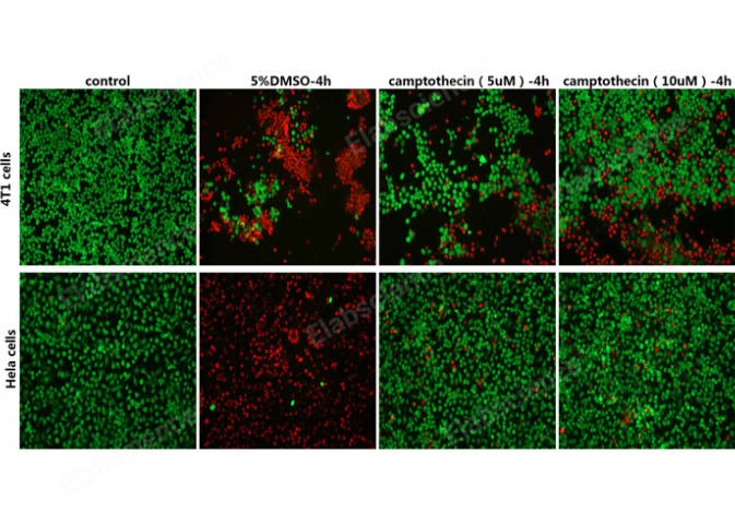 淀粉酶比色法測試盒Elabscience方案,Elabscience