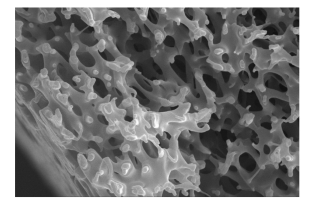 重庆高兼容性生物分离中空纤维膜解决方案 成都膜普生物科技供应