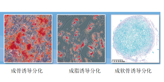 宁波定制化细胞模型构建服务应用