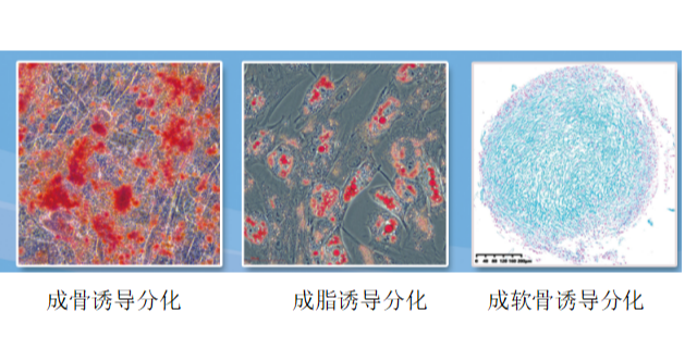 上海高效细胞周期检测服务应用 服务为先 上海司鼎生物科技供应