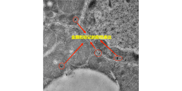 上海抗体反应免疫电镜技术应用 服务为先 上海司鼎生物科技供应