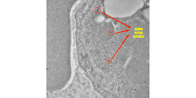 上海多重免疫熒光哪家好 抱誠守真 上海司鼎生物科技供應