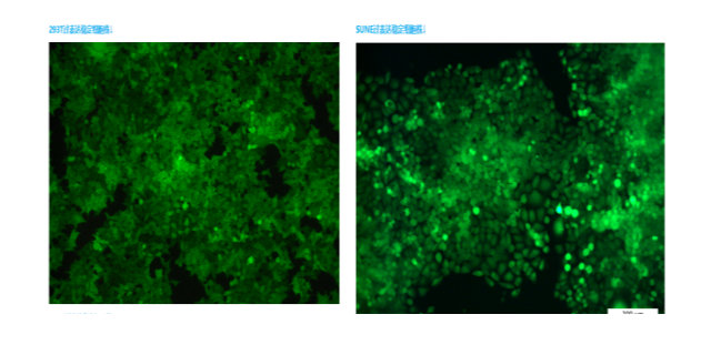 上海高效細胞遷移檢測服務哪家靠譜 抱誠守真 上海司鼎生物科技供應