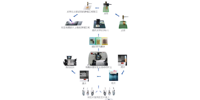 上海组织芯片免疫荧光解决方案,组织芯片技术服务
