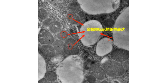 上海亚细胞水平免疫电镜技术用途 服务为先 上海司鼎生物科技供应