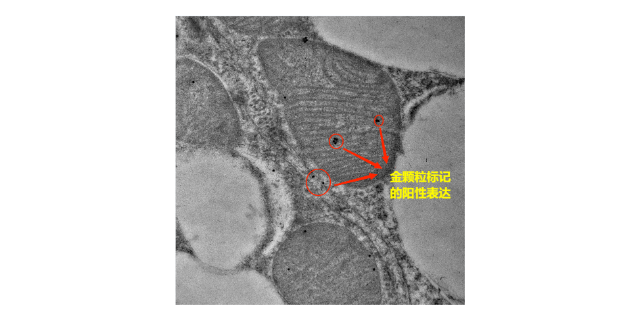 上海发病机理免疫电镜技术服务公司 服务为先 上海司鼎生物科技供应;
