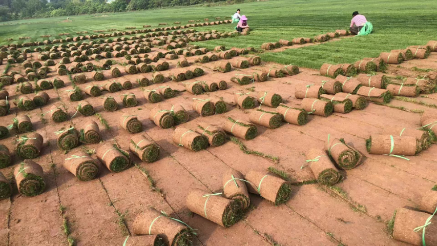 重庆结缕草草坪种植,草坪