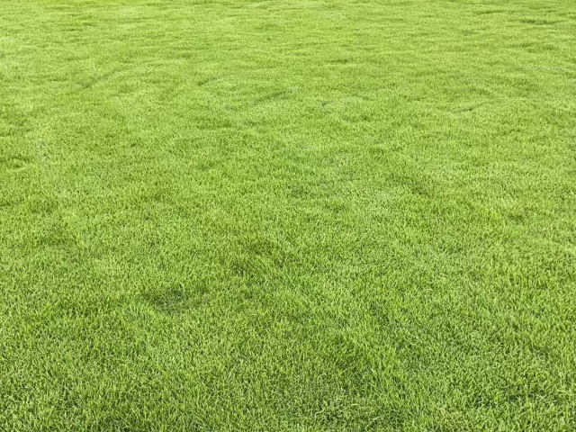 成都走廊草皮多少錢 創新服務 成都悠時光園藝種植供應