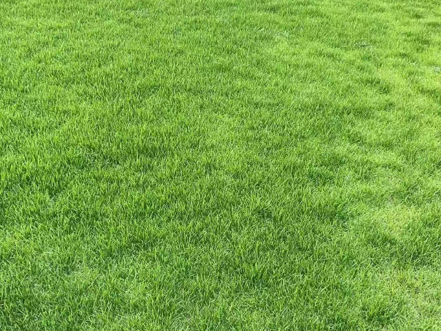 成都二號草皮養(yǎng)護(hù)多少錢 服務(wù)至上 成都悠時光園藝種植供應(yīng)