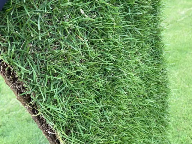 成都草皮批發(fā) 和諧共贏 成都悠時(shí)光園藝種植供應(yīng)