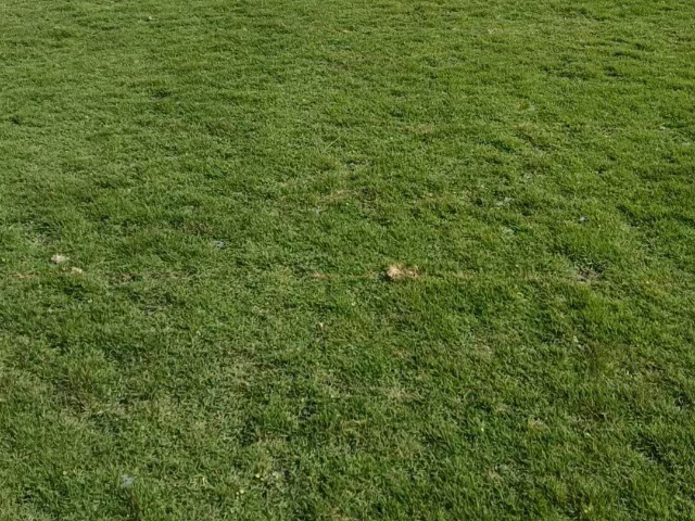 成都草皮費用 值得信賴 成都悠時光園藝種植供應