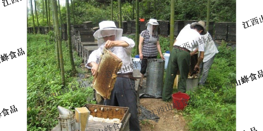 河南便宜的江西山蜂食品蜂蜜销售欢迎选购