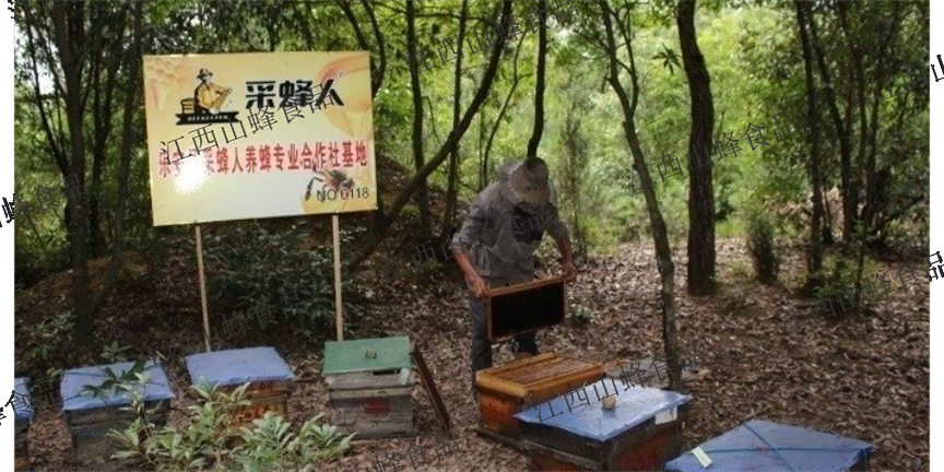 广州代理江西山蜂食品蜂蜜销售现货,江西山蜂食品蜂蜜销售