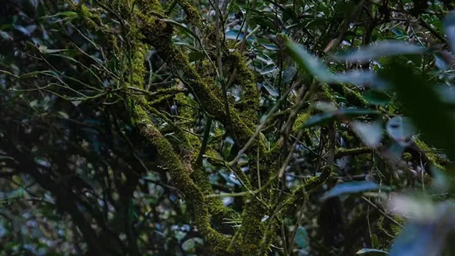 武夷山雀舌武夷岩茶哪款好