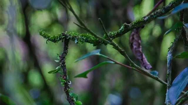 福建代理武夷巖茶客服電話 客戶至上 福建桭興堂文化發(fā)展集團供應(yīng)