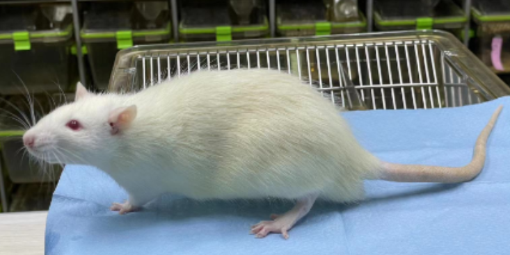上海大鼠動物模型 推薦咨詢 上海研錄生物醫(yī)藥供應