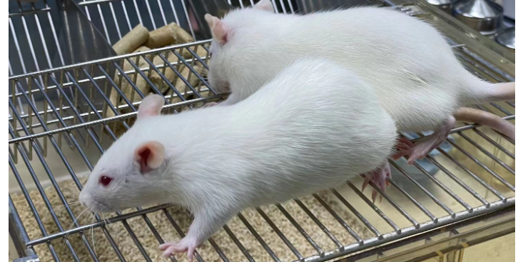 上海大鼠动物模型培养 动物模型 上海研录生物医药供应