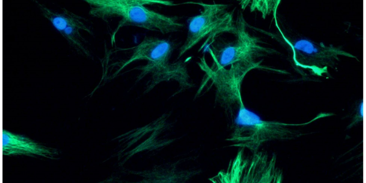 上海兔原代細(xì)胞 原代細(xì)胞 上海研錄生物醫(yī)藥供應(yīng)