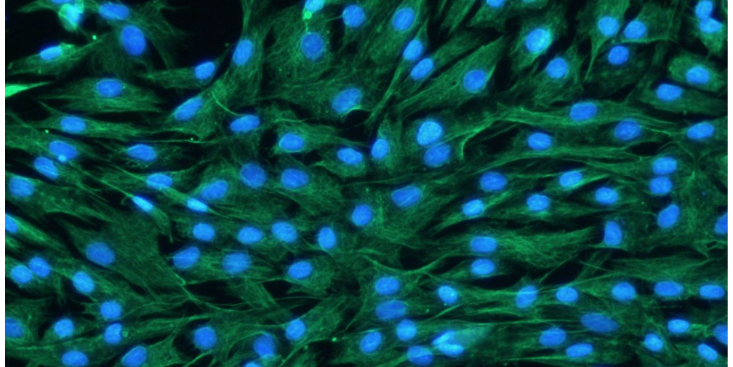 上海實(shí)驗(yàn)原代細(xì)胞實(shí)驗(yàn)室 推薦咨詢 上海研錄生物醫(yī)藥供應(yīng)