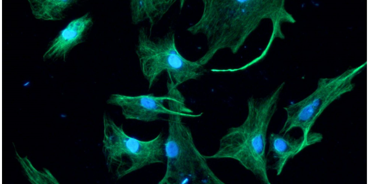 上海血液原代細(xì)胞實(shí)驗(yàn)室 動(dòng)物模型 上海研錄生物醫(yī)藥供應(yīng)