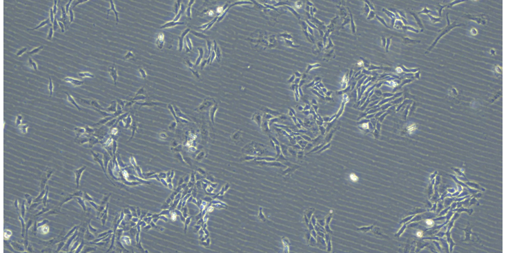 上海原代細(xì)胞購(gòu)買 動(dòng)物模型 上海研錄生物醫(yī)藥供應(yīng)