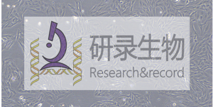 上海外包原代细胞购买 推荐咨询 上海研录生物医药供应