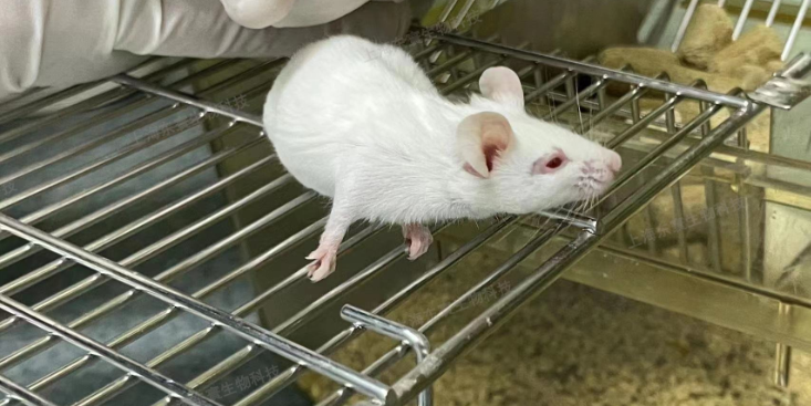 上海動物模型實驗室 推薦咨詢 上海研錄生物醫(yī)藥供應(yīng)