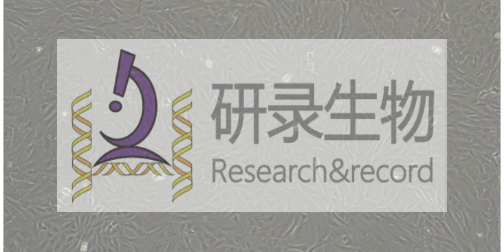 上海乳鼠原代细胞实验 来电咨询 上海研录生物医药供应