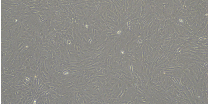 上海實(shí)驗(yàn)原代細(xì)胞購(gòu)買 原代細(xì)胞 上海研錄生物醫(yī)藥供應(yīng)