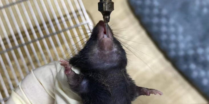 上海裸鼠動物模型實驗室 推薦咨詢 上海研錄生物醫(yī)藥供應
