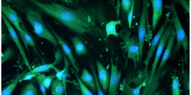 上海哪里有原代細(xì)胞分離 動(dòng)物模型 上海研錄生物醫(yī)藥供應(yīng)