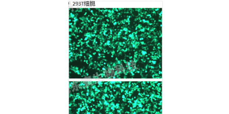 上海模式科研技術服務實驗室 來電咨詢 上海研錄生物醫藥供應