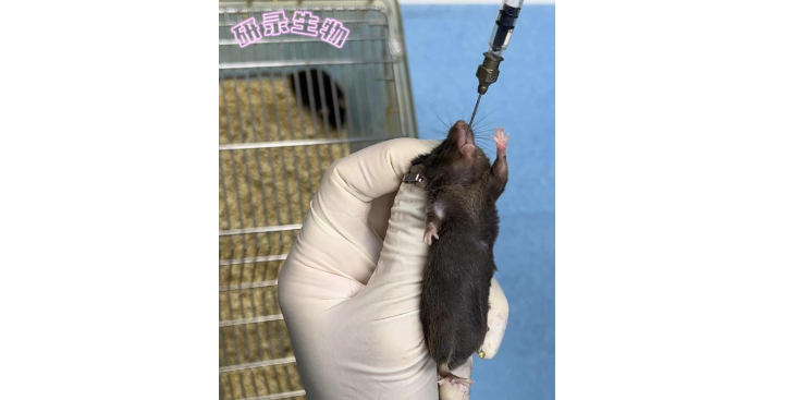 上海大鼠科研技術(shù)服務(wù)服務(wù) 來電咨詢 上海研錄生物醫(yī)藥供應(yīng)